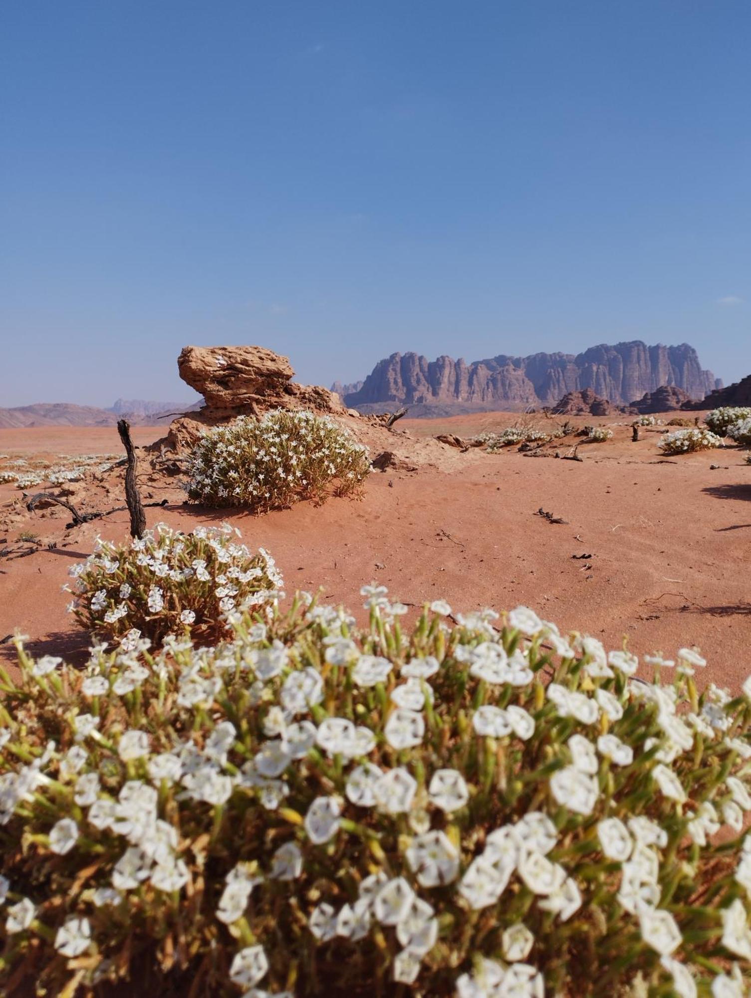 Wadi Delight Camp Luxury tent Wadi Rum